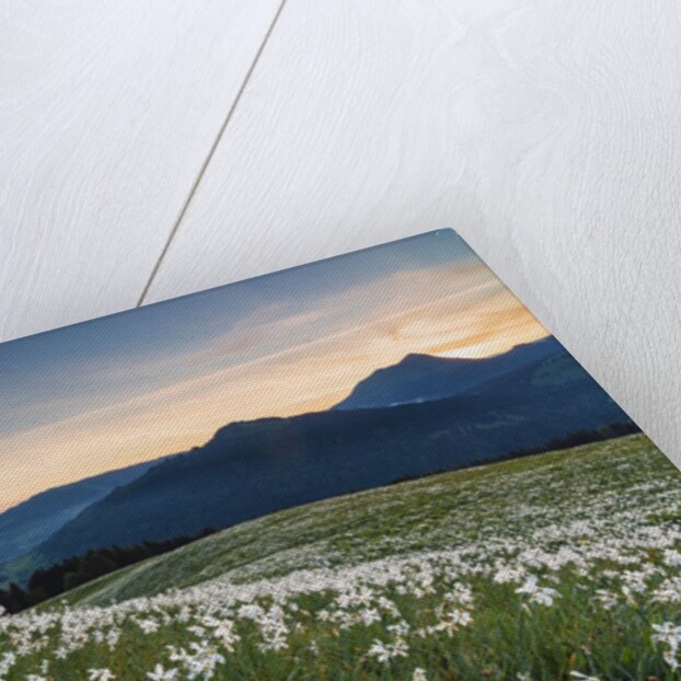 White Daffodil blooming by Anonymous