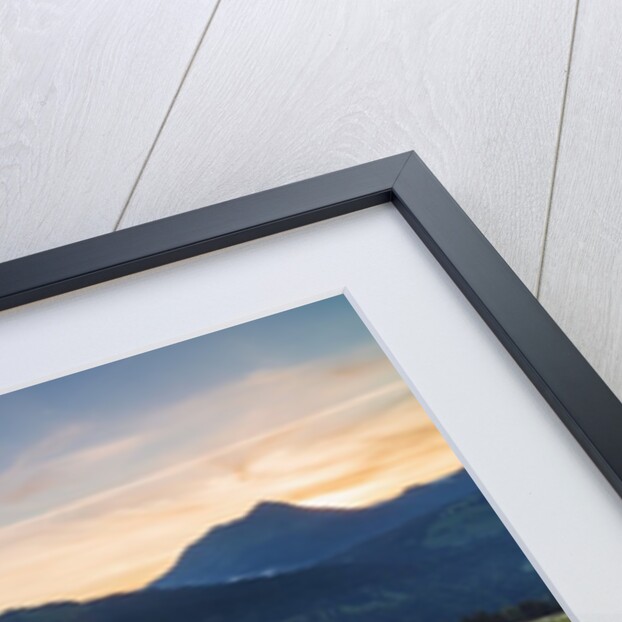 White Daffodil blooming by Anonymous