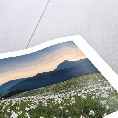 White Daffodil blooming by Anonymous