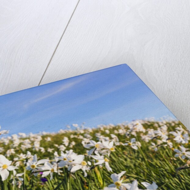 White Daffodil blooming by Anonymous