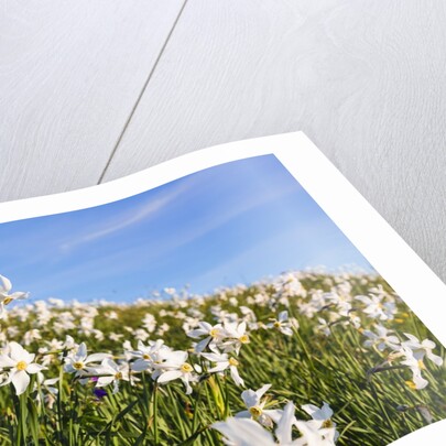 White Daffodil blooming by Anonymous