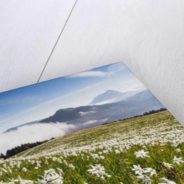 White Daffodil blooming by Anonymous