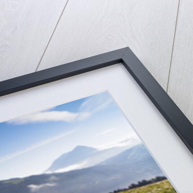 White Daffodil blooming by Anonymous