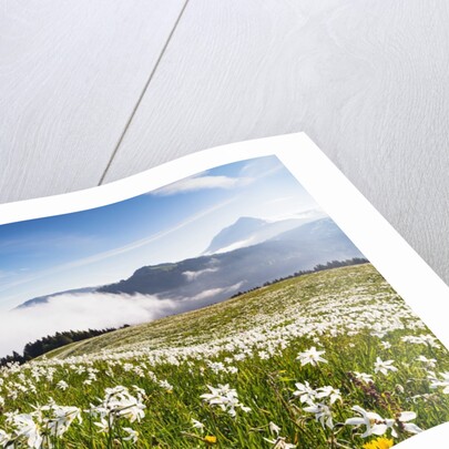 White Daffodil blooming by Anonymous