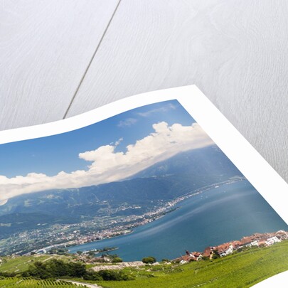 Lavaux vineyards by Anonymous