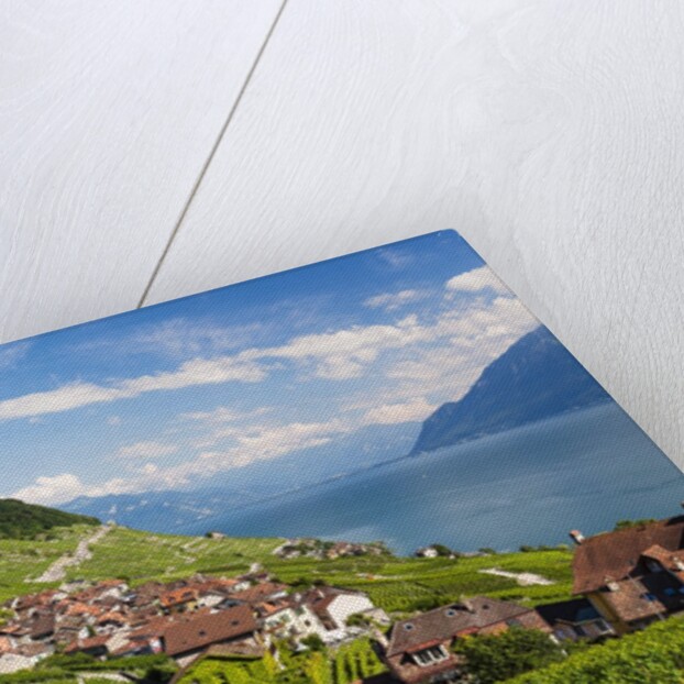 Lavaux vineyards by Anonymous