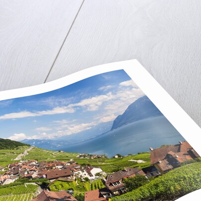 Lavaux vineyards by Anonymous