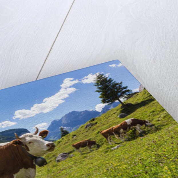 Lake Oeschinensee by Anonymous