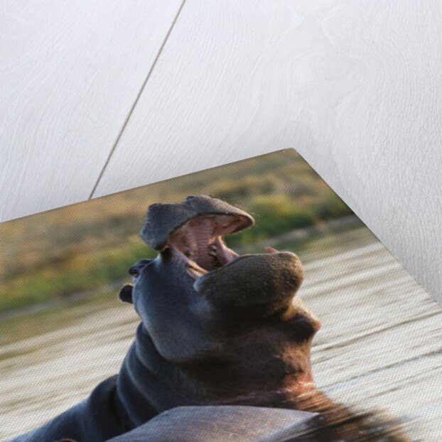 Hippopotamus yawning by Anonymous