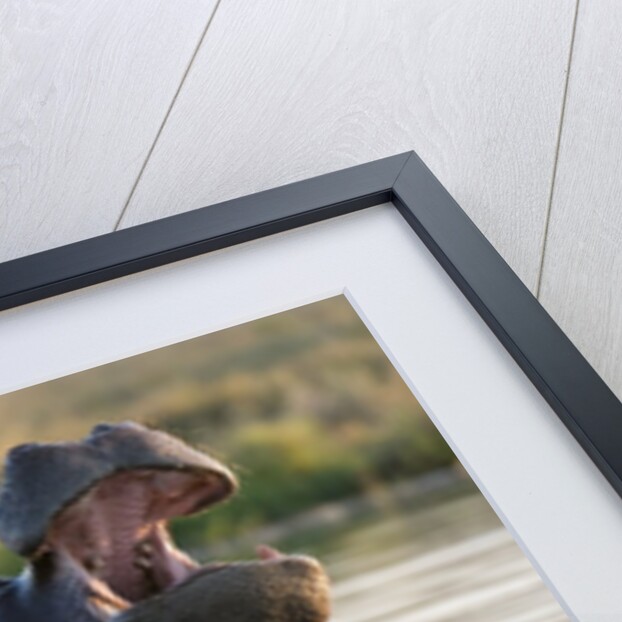 Hippopotamus yawning by Anonymous