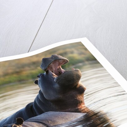 Hippopotamus yawning by Anonymous