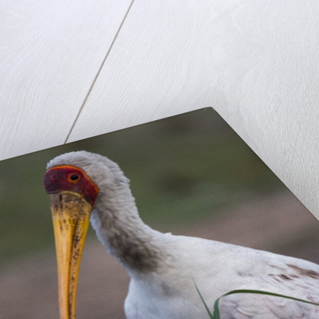 Yellow-billed stork by Anonymous