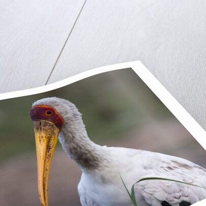 Yellow-billed stork by Anonymous