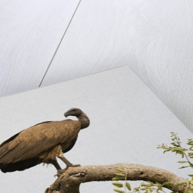 White-backed vulture perching by Anonymous
