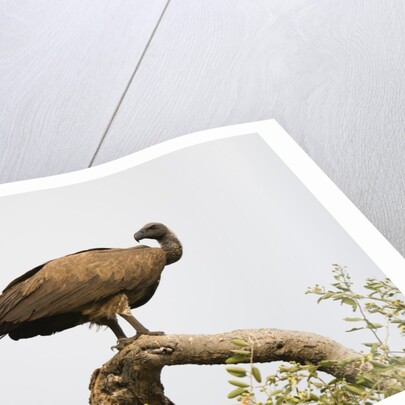 White-backed vulture perching by Anonymous