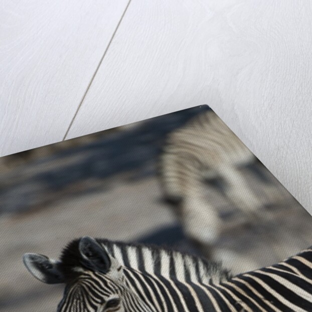 Zebra by Anonymous