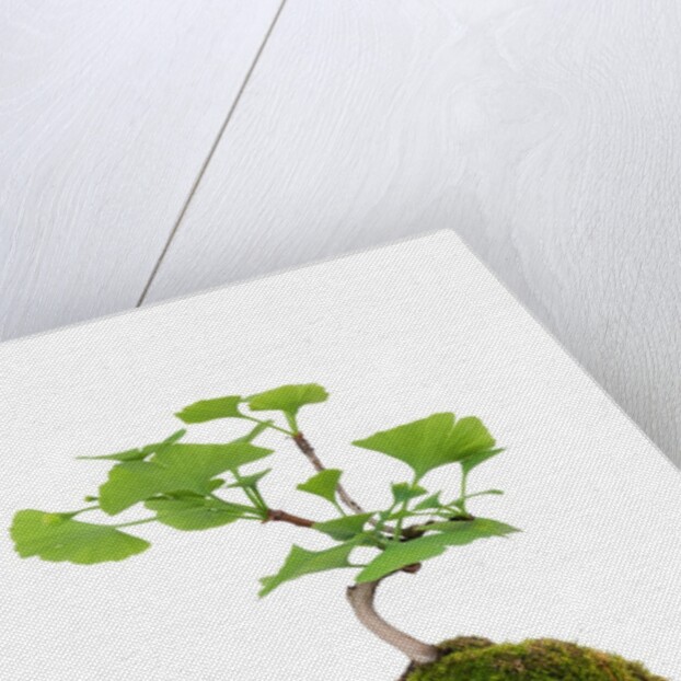 bonsai by Anonymous