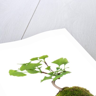 bonsai by Anonymous