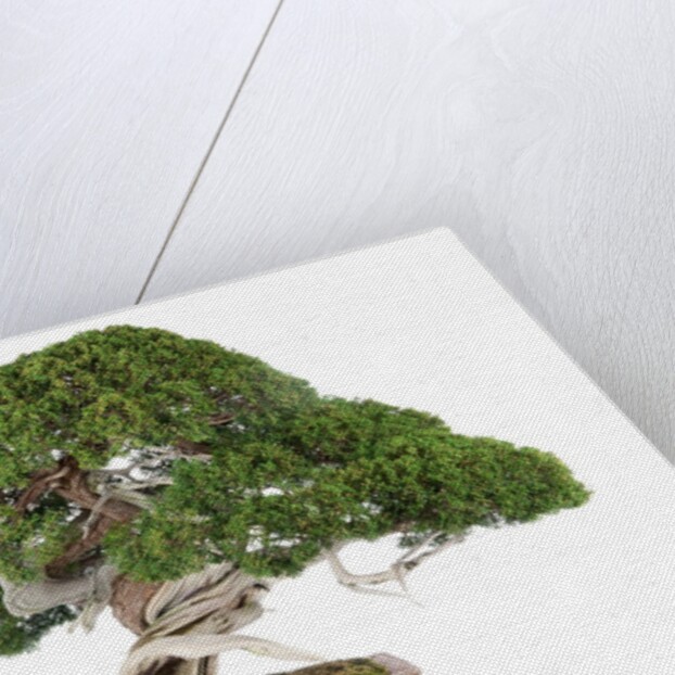 bonsai by Anonymous