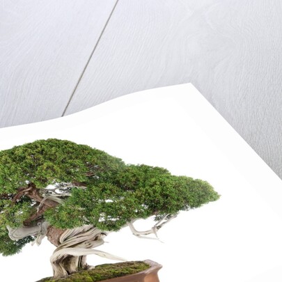 bonsai by Anonymous