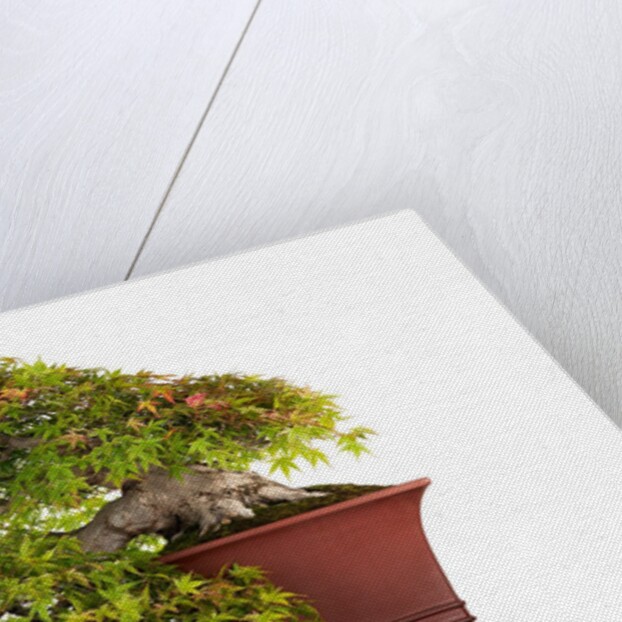 bonsai by Anonymous