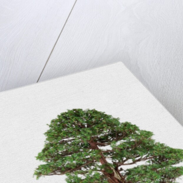 bonsai by Anonymous