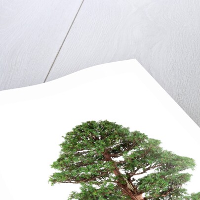 bonsai by Anonymous
