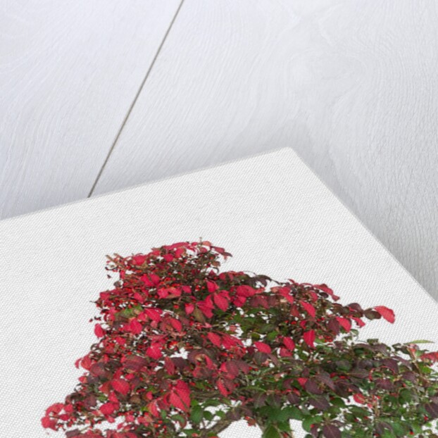 bonsai by Anonymous