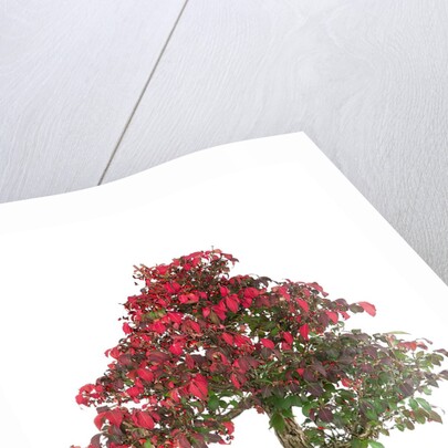 bonsai by Anonymous