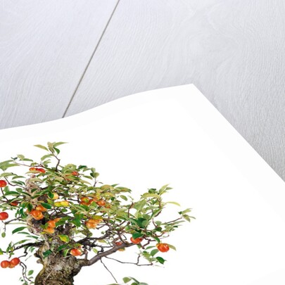 bonsai apple by Anonymous