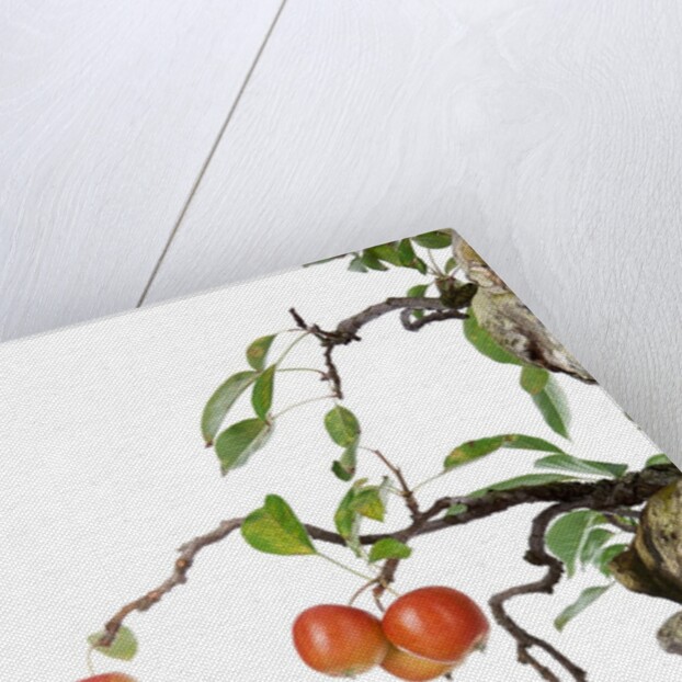 bonsai apple by Anonymous