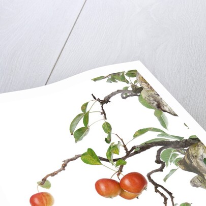 bonsai apple by Anonymous