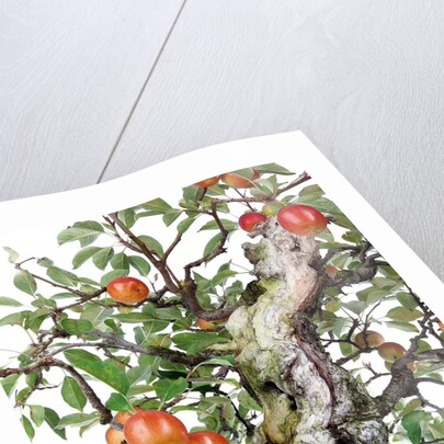 bonsai apple by Anonymous