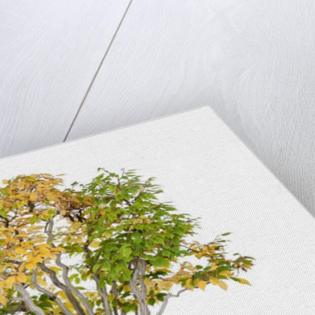 bonsai by Anonymous
