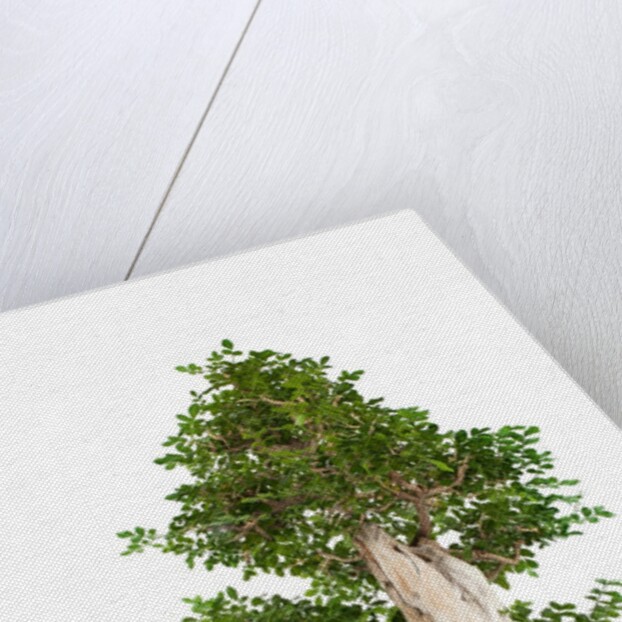 bonsai by Anonymous