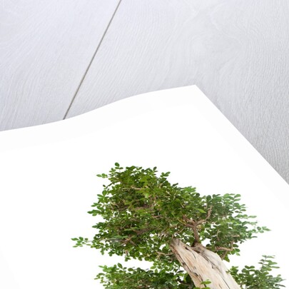 bonsai by Anonymous