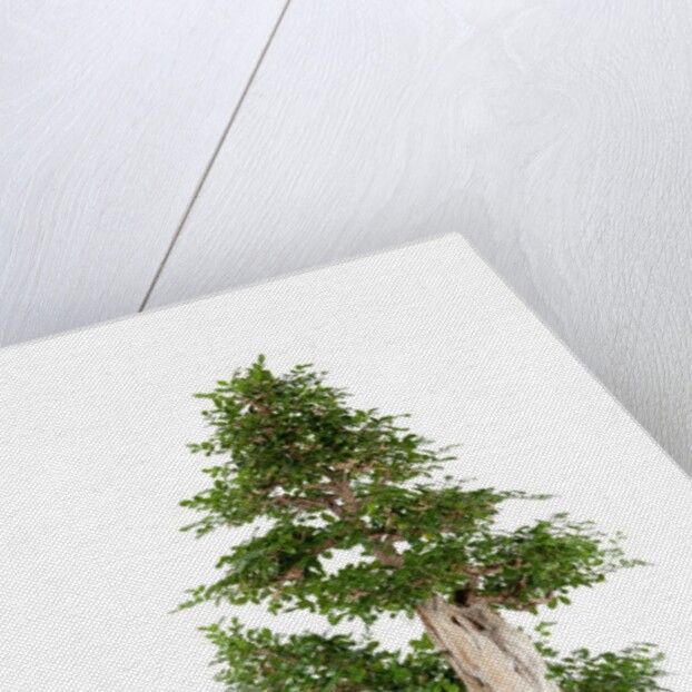 bonsai by Anonymous