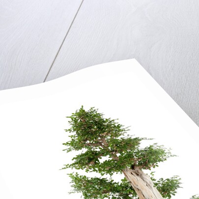 bonsai by Anonymous