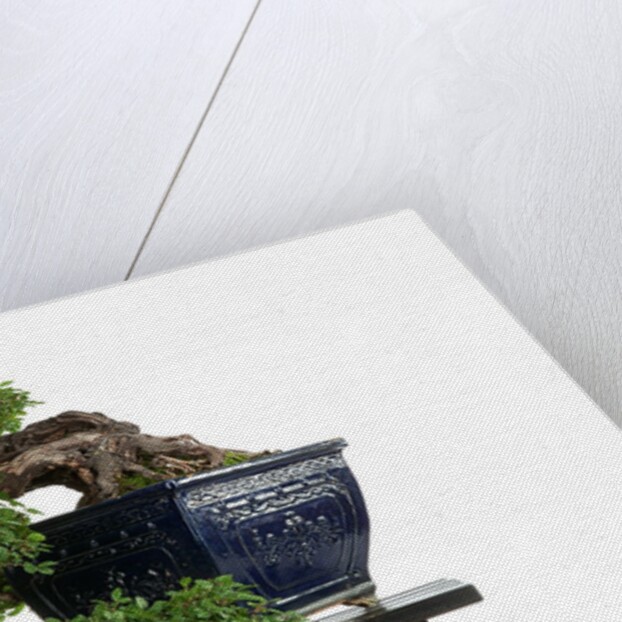 bonsai by Anonymous