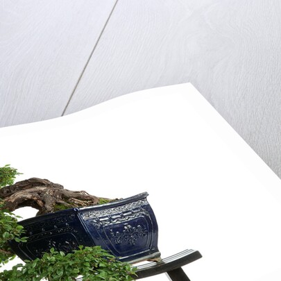 bonsai by Anonymous