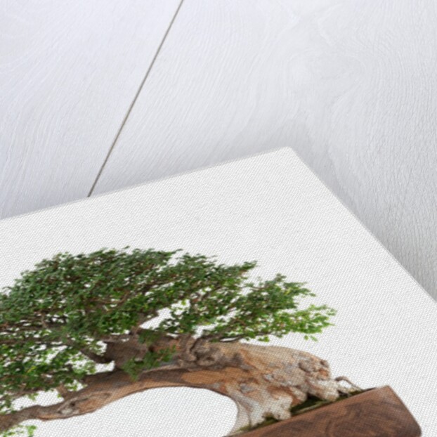 bonsai by Anonymous
