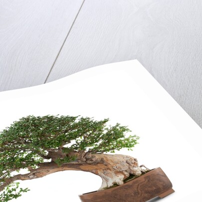 bonsai by Anonymous