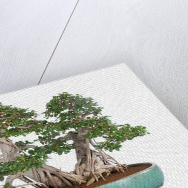 bonsai ficus by Anonymous