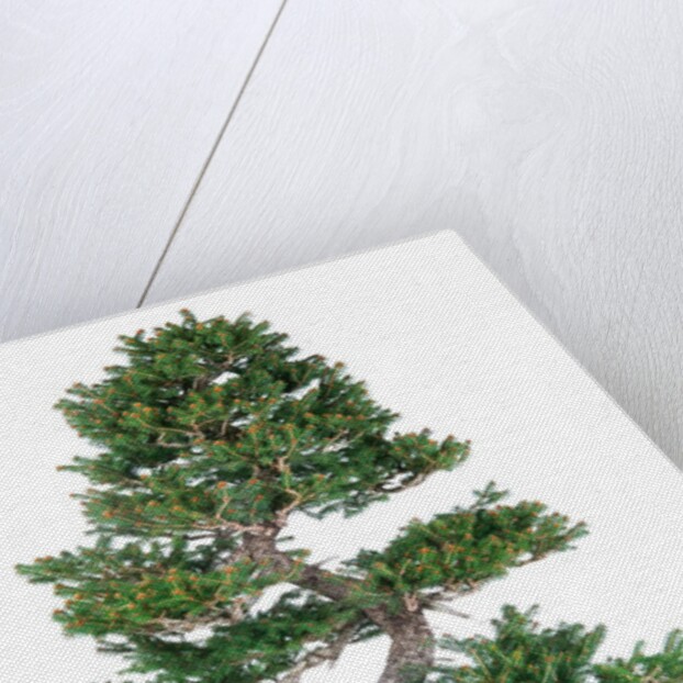 bonsai by Anonymous