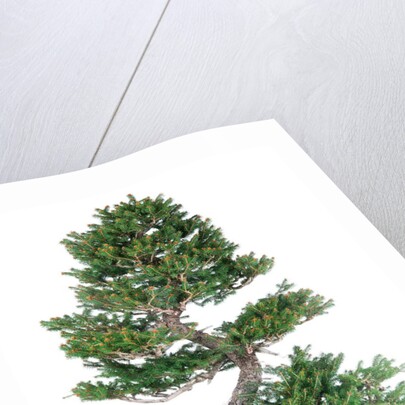 bonsai by Anonymous