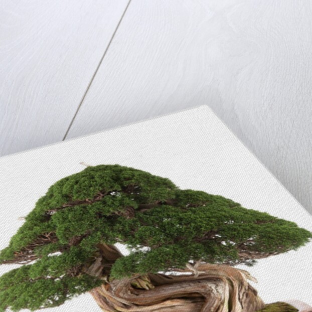 bonsai juniper by Anonymous