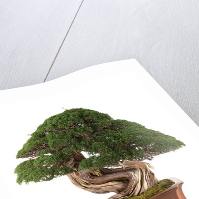 bonsai juniper by Anonymous