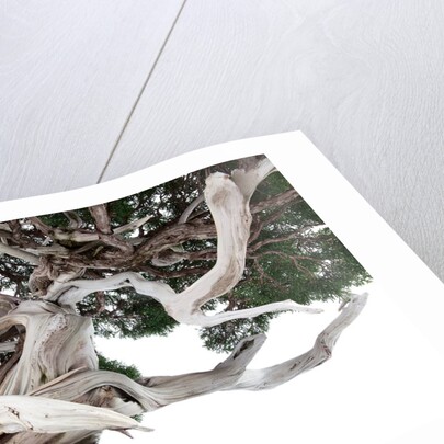 bonsai juniper by Anonymous