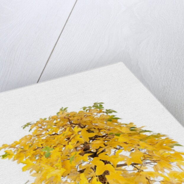 bonsai by Anonymous
