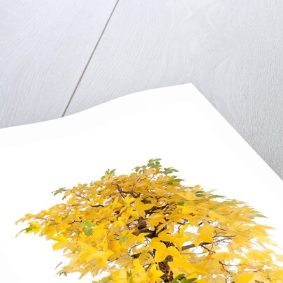 bonsai by Anonymous
